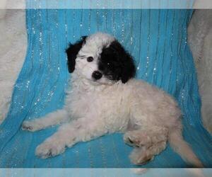 Cavapoo Puppy for sale in GREENBANK, PA, USA