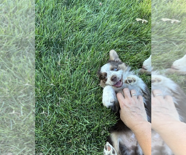 Medium Photo #5 Miniature Australian Shepherd Puppy For Sale in ELK GROVE, CA, USA