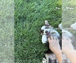 Small #4 Miniature Australian Shepherd