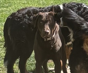 Father of the Bernese Mountain Dog-Labrador Retriever Mix puppies born on 04/20/2025