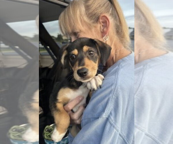 Medium Photo #2 Beagle-Unknown Mix Puppy For Sale in Mt. Laurel, NJ, USA