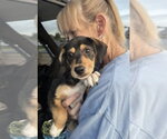 Small #1 Beagle Mix