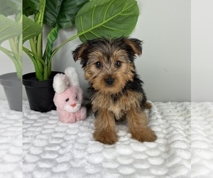 Yorkshire Terrier Puppy for sale in FRANKLIN, IN, USA