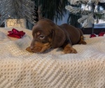 Small #2 Dachshund