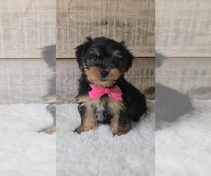 Yorkshire Terrier Puppy for sale in JASONVILLE, IN, USA