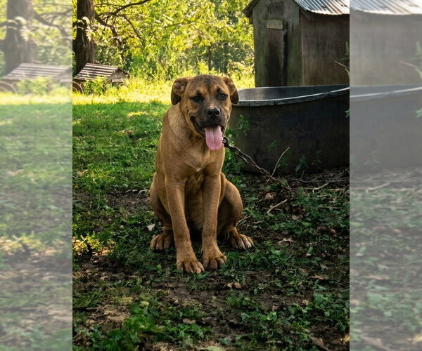 Medium Photo #1 Mutt Puppy For Sale in Vail, AZ, USA