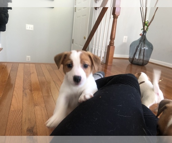 Medium Photo #16 Jack Russell Terrier Puppy For Sale in CHANTILLY, VA, USA