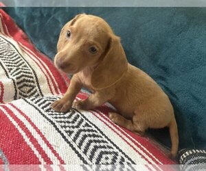 Dachshund Puppy for sale in BLMGTN, IN, USA