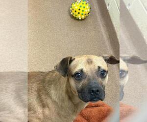 Eurasier-Pug Mix Dogs for adoption in Front Royal, VA, USA