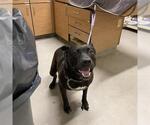 Small Rottweiler Mix