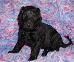 Small #1 Labradoodle