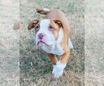Small #4 American Pit Bull Terrier