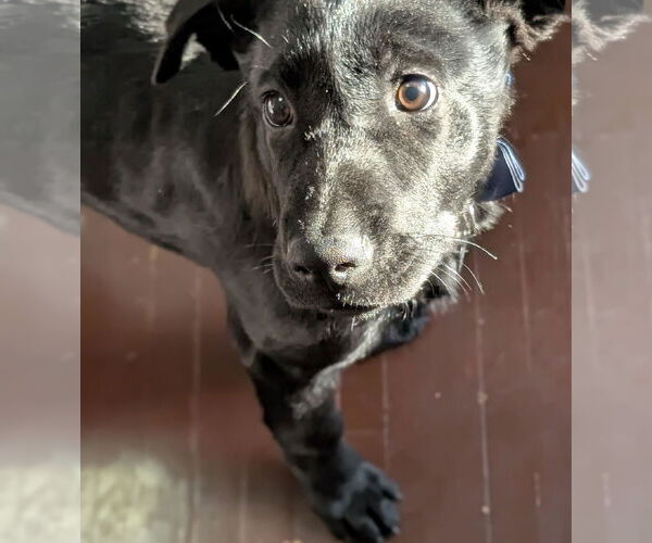 Medium Photo #3 Borador Puppy For Sale in Princeton, MN, USA
