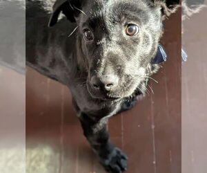Elroy Jetson - Male Borador Dog for Adoption - Photo #3