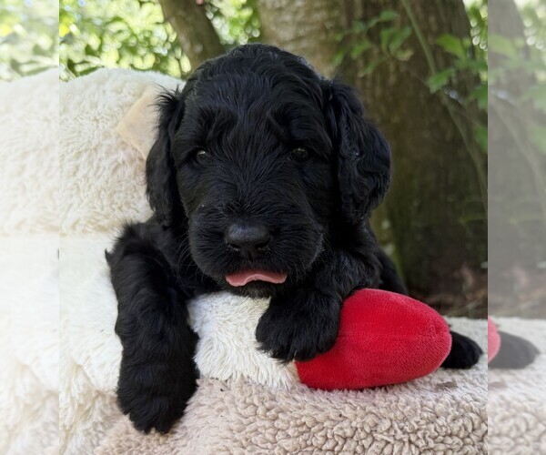 Medium Photo #81 Goldendoodle Puppy For Sale in PIERSON, FL, USA
