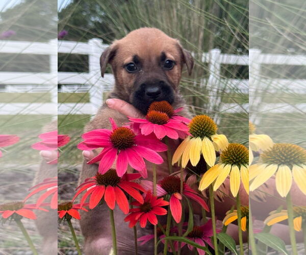 Medium Photo #6 Labrador Retriever-Unknown Mix Puppy For Sale in Holly Springs, NC, USA