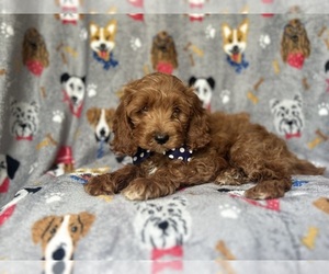 Cock-A-Poo Puppy for sale in LAKELAND, FL, USA