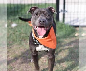 American Staffordshire Terrier-Unknown Mix Dogs for adoption in San Antonio, TX, USA