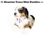 Small Photo #8 Australian Labradoodle-Miniature Bernedoodle Mix Puppy For Sale in HOUSTON, TX, USA