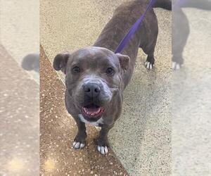 Mutt Dogs for adoption in Riverside, CA, USA
