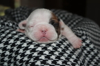 Small Photo #3 French Bulldog Puppy For Sale in GAINESVILLE, GA, USA
