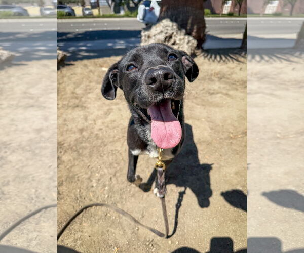 Medium Photo #5 Labrador Retriever-Unknown Mix Puppy For Sale in San Diego, CA, USA