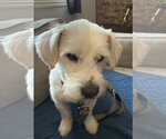 Small #2 Mutt