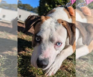 Medium American Staffordshire Terrier Mix