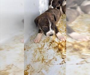 Beagle Dogs for adoption in Houston, TX, USA