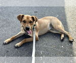 Small #2 Labrador Retriever Mix