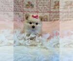 Image preview for Ad Listing. Nickname: Pomeranians