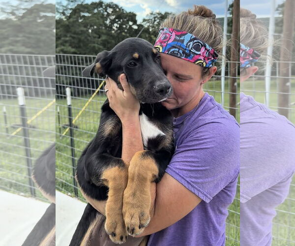Medium Photo #3 Labrador Retriever-Unknown Mix Puppy For Sale in Green Forest, AR, USA