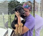 Small #2 Labrador Retriever Mix