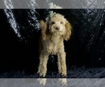 Small Photo #8 Poodle (Toy) Puppy For Sale in WARSAW, IN, USA