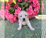 Puppy Green Golden Retriever