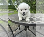Small #13 American Eskimo Dog