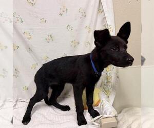 German Shepherd Dog Dogs for adoption in Modesto, CA, USA