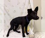 Small German Shepherd Dog
