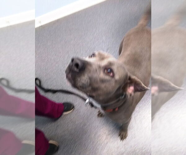 Medium Photo #5 American Pit Bull Terrier Puppy For Sale in Westminster, MD, USA