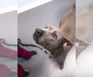 Diamond - Female American Pit Bull Terrier Dog for Adoption - Photo #5