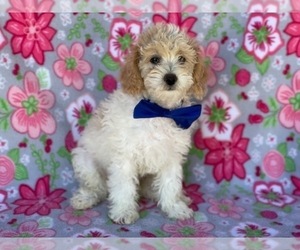 Poodle (Miniature) Puppy for sale in LANCASTER, PA, USA