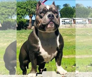 Mother of the American Bully puppies born on 07/04/2022