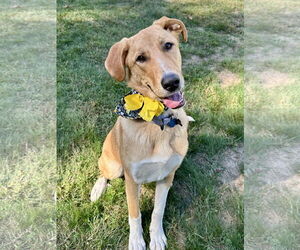 Mutt Dogs for adoption in Rockaway, NJ, USA