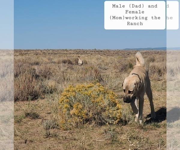 Medium Photo #13 Kangal Dog Puppy For Sale in SILVER LAKE, OR, USA