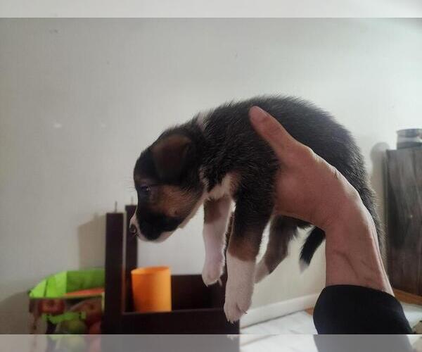 Medium Photo #2 Mutt Puppy For Sale in Calgary, Alberta, Canada