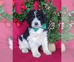 Small Bernedoodle-Poodle (Standard) Mix