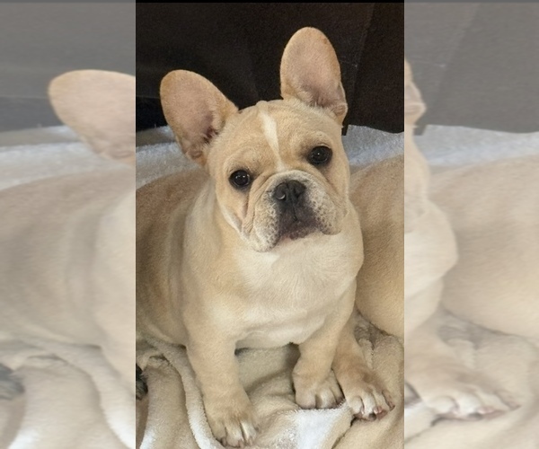 Medium Photo #1 French Bulldog Puppy For Sale in AURORA, CO, USA