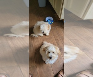 Maltipoo Puppy for sale in NEWNAN, GA, USA