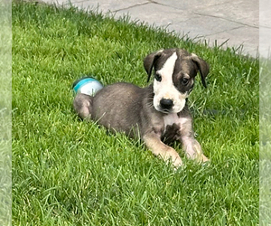 Great Dane Puppy for sale in BONNEY LAKE, WA, USA
