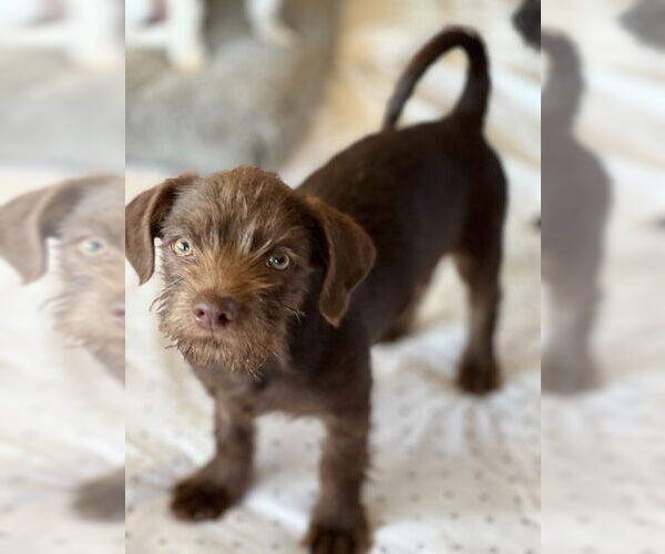 Medium Photo #2 Dachshund Puppy For Sale in Menifee, CA, USA